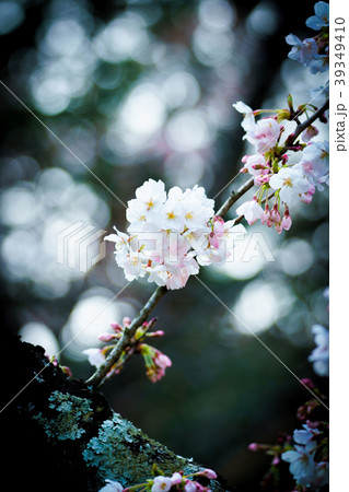 桜　さくら　サクラ　櫻　春　 39349410