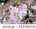 三ッ池公園の桜 39349418