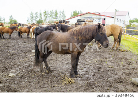 アイスランド馬の写真素材
