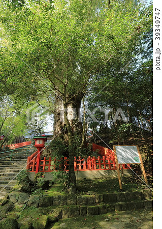 新田神社の大樟 新田神社の大樟 39349747