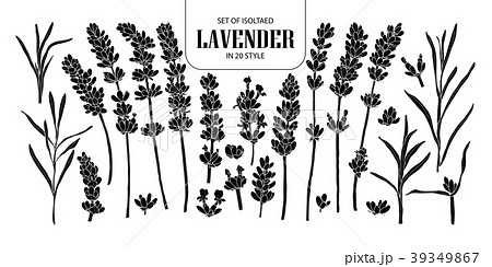 Set Of Isolated Silhouette Lavenderのイラスト素材