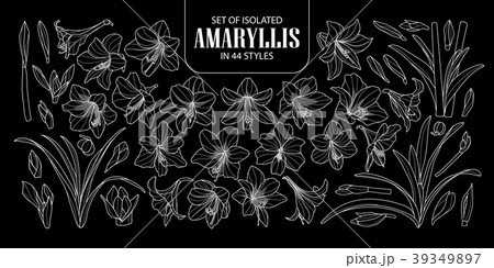 Set Of Isolated Amaryllisのイラスト素材