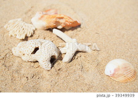 沖縄の砂浜 貝殻拾い 沖縄の砂浜 貝殻拾い 39349939