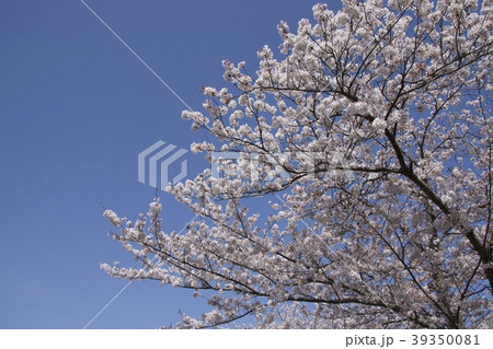 桜 cherry blossoms/千葉県茂原市 39350081