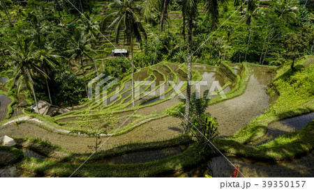 バリ島のウブドにあるテガラランのライステラス風景 バリ島のウブドにあるテガラランのライステラス風景 39350157