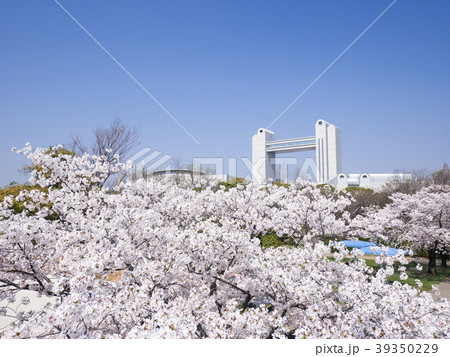 名古屋熱田区都市風景　熱田記念橋から名古屋国際会議場と桜並木を望む 39350229
