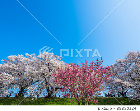 八幡の背割り堤の桜 八幡の背割り堤の桜 39350324