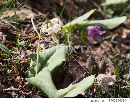 シロバナカタクリ　白花片栗　（埼玉県美里町） 39350350