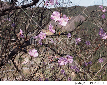 アカヤシオ 八潮ツツジ 桜ツツジ/埼玉県寄居町釜伏山 アカヤシオ 八潮ツツジ 桜ツツジ/埼玉県寄居町釜伏山 39350504