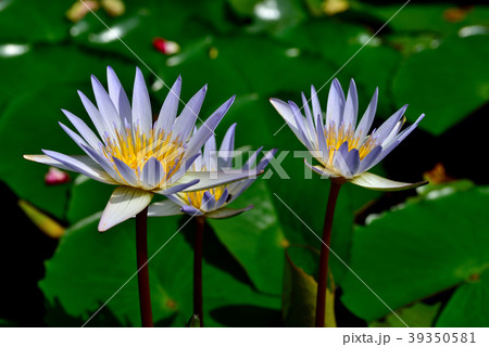 スイレン スイレン 39350581