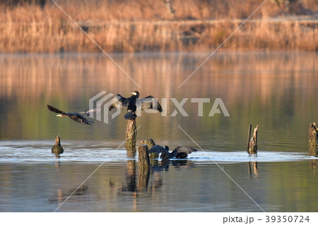 三羽の川鵜 三羽の川鵜 39350724