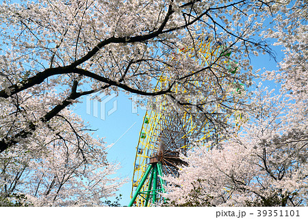 桜満開の華蔵寺公園の写真素材