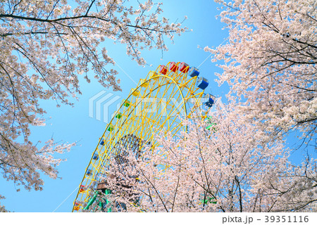 桜満開の華蔵寺公園 39351116