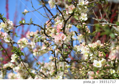 ボケの花 ボケの花 39351717
