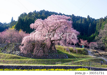 又兵衛桜 39351731