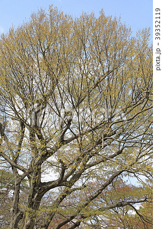 花咲くコナラ 井の頭恩賜公園 花咲くコナラ 井の頭恩賜公園 39352119
