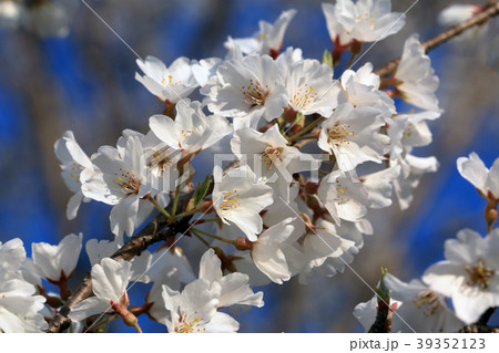 満開の淡墨桜 小金井公園 満開の淡墨桜 小金井公園 39352123