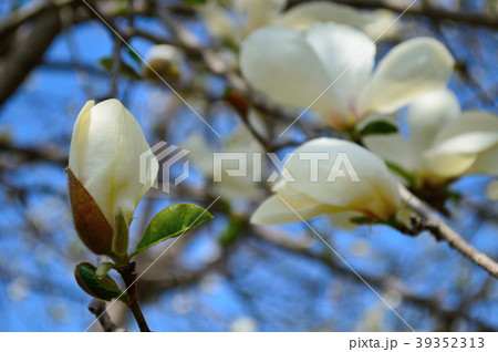 コブシの花 コブシの花 39352313