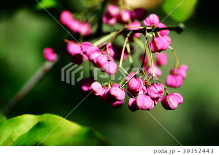 マユミの四角い実 39352443