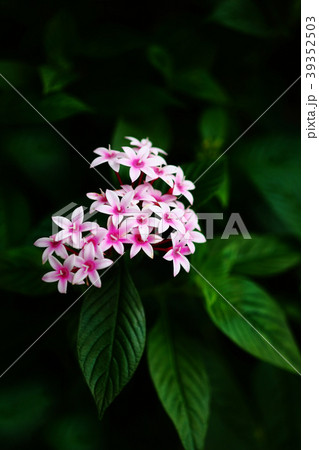 ペンタス ピンク色の花の写真素材