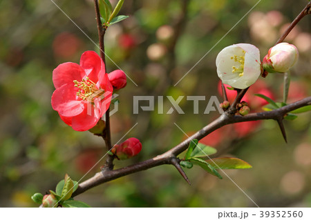 赤と白のボケの花　小金井公園 39352560