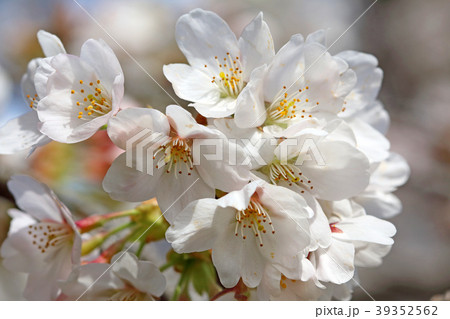 満開の桜 小金井公園 満開の桜 小金井公園 39352562