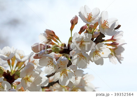 8分咲きの桜　小金井公園 39352564