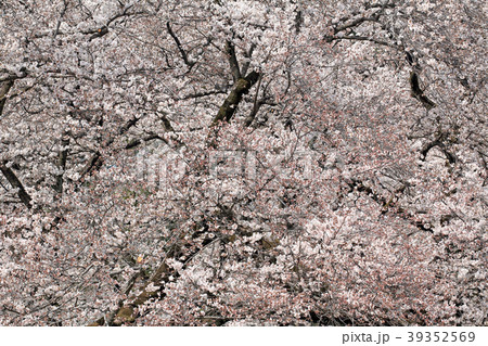 7分咲きの桜林　小金井公園 39352569