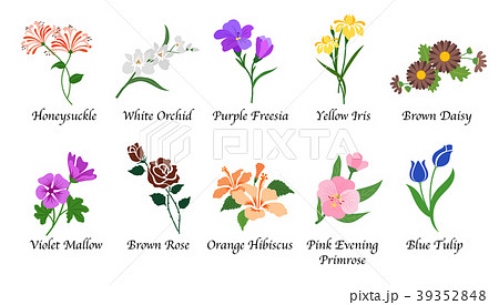 Organic Nature Botanic Garden Flower Collectionのイラスト素材