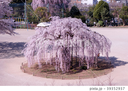 宇都宮市　古賀志の孝子桜 39352937