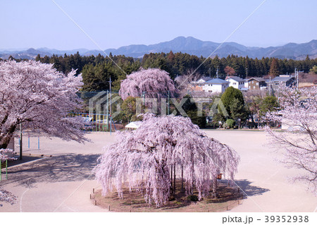 宇都宮市　古賀志の孝子桜 39352938
