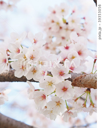 桜咲く 39353056