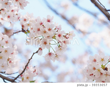 青空に咲く桜 青空に咲く桜 39353057