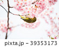 桜と鳥 39353173