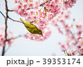 桜と鳥 39353174