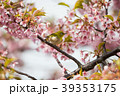 桜と鳥 39353175