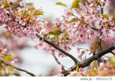 桜と鳥 桜と鳥 39353175