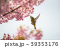 桜と鳥 39353176