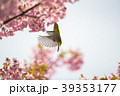 桜と鳥 39353177