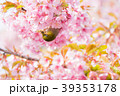 桜と鳥 39353178