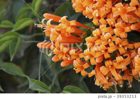 Orange trumpet or flame flowers in garden. Orange trumpet or flame flowers in garden. 39353213