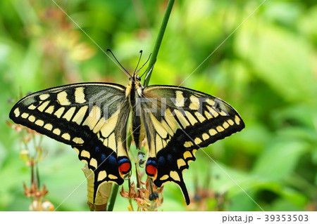 キアゲハ(羽化後) キアゲハ(羽化後) 39353503