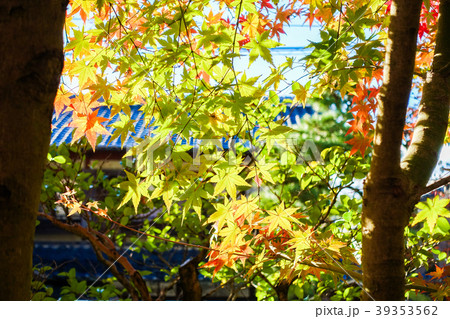 京都への観光旅行は秋のもみじ狩りがオススメです 39353562