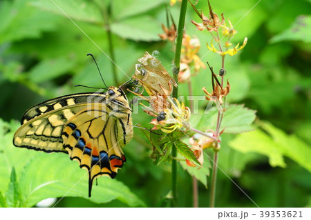 キアゲハ（羽化後） 39353621
