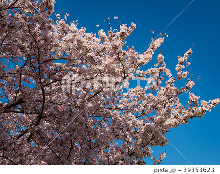 桜　晴れ 39353623
