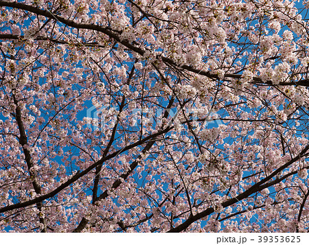 桜 晴れの写真素材