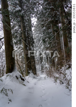 【神奈川県】箱根旧街道　雪化粧 39353631