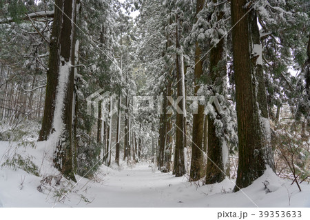 【神奈川県】箱根旧街道　雪化粧 39353633