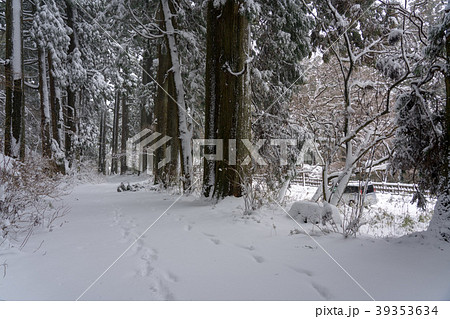 【神奈川県】箱根旧街道　雪化粧 39353634
