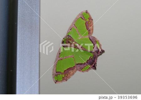 アシブトチズモンアオシャク 39353696